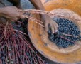 Does the Acai Berry Diet aid weight loss?