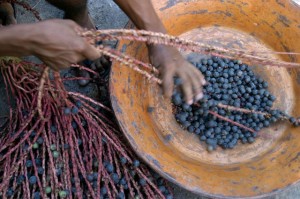 acai berry diet