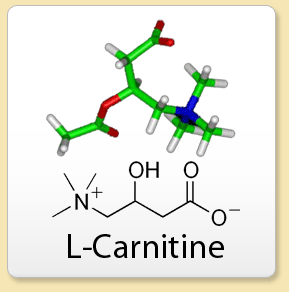 L Carnitine Weight loss