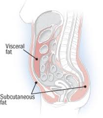 visceral fat